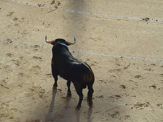 Toro negro mulato bragao meano llamao Ricachon nacido en noviembre de 2.004 en la ganaderia Recitales encaste Osborne de 515 kilos lidiao el 2º la tarde del 10 de mayor de 2.009 en la plaza las Ventas de Madrid